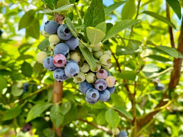 istock Close up on blueberries on the bush 2157644469