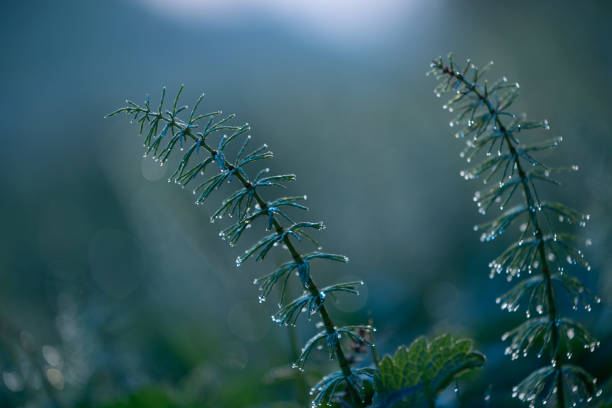 Beautiful horsetail plant growing in the spring sunrise. Natural scenery of Latvia, Northern Europe.