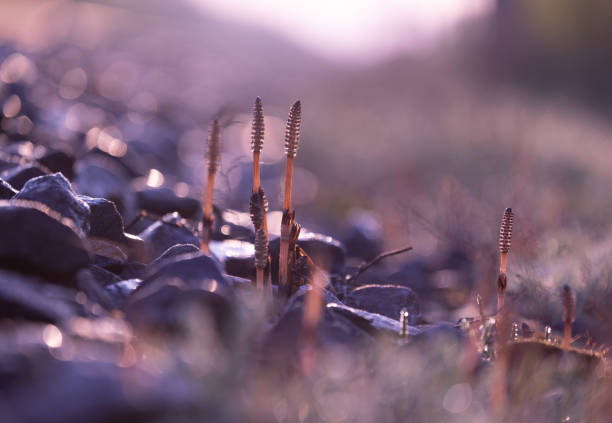 Beautiful horsetail plant growing in the spring sunrise. Natural scenery of Latvia, Northern Europe.