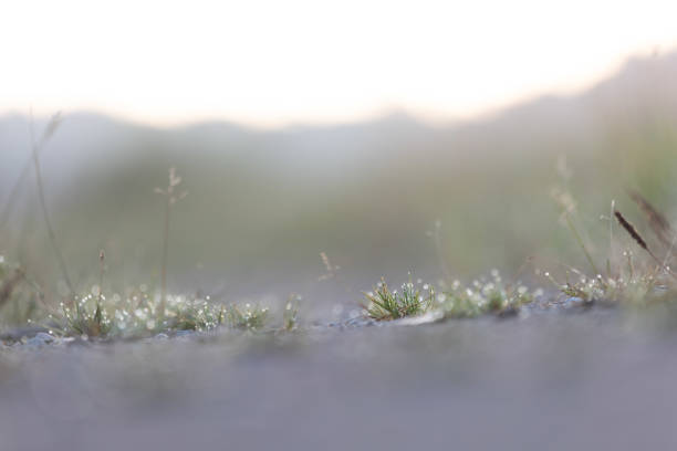 Beautiful misty morning scenery with local plants in the foreground. Natural landscape of Latvia, Northern Europe.