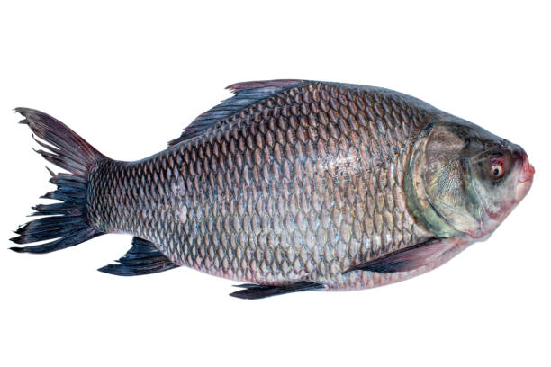 fresh water Catla ( katla ) fish. Catla fish isolated on white background