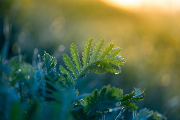 Beautiful sprintime scenery with native plants growing in the countryside of Latvia, Northern Europe.