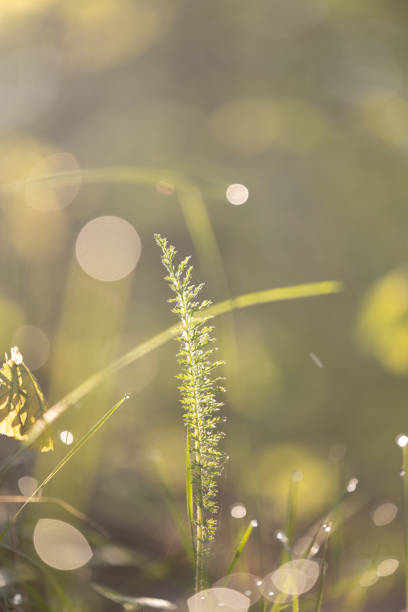 Beautiful sprintime scenery with native plants growing in the countryside of Latvia, Northern Europe.