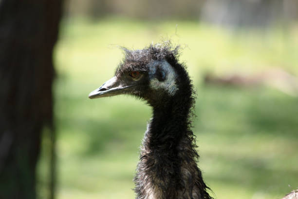 istock this is a side view of an emu 2157645605