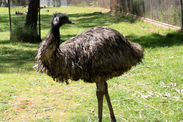 istock the emu is in a grassy field 2157645609