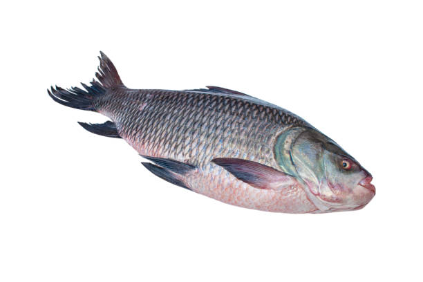 istock fresh water Catla ( katla ) fish. Catla fish isolated on white background 2157645818