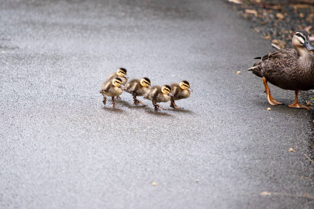 istock the Pacific black ducklings are walking with their mother 2157645838