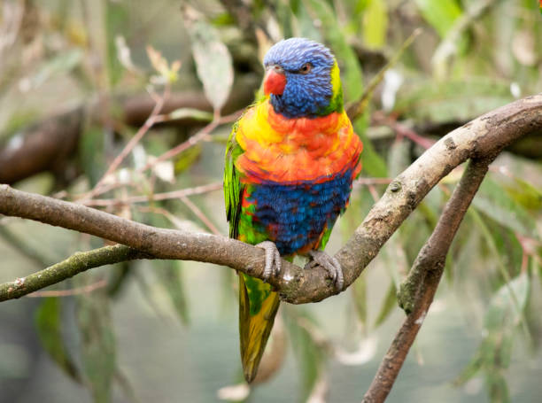 istock the rainbow lorikeet is perched on a branch 2157645891