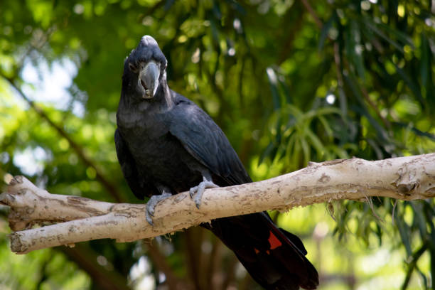 istock the red tailed black cockatoo is perched on a branch 2157645986