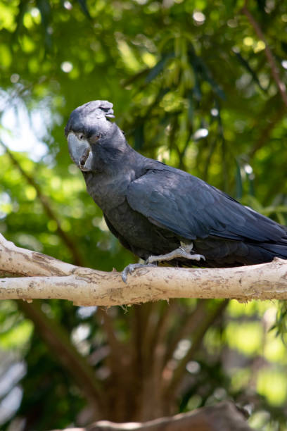 istock the red tailed black cockatoo is perched on a branch 2157645998
