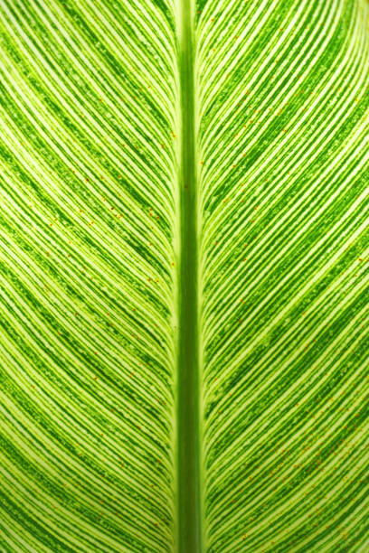 Full frame photo of coconut palm leaf texture - Stock photo
