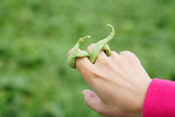 swirl shape green bean on the finger as concept