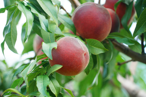 istock close up on peaches on the branch 2157646184