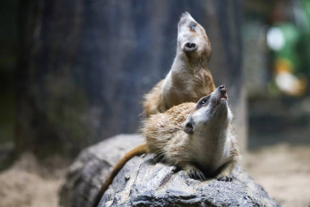 Meerkats resting and playing in their space