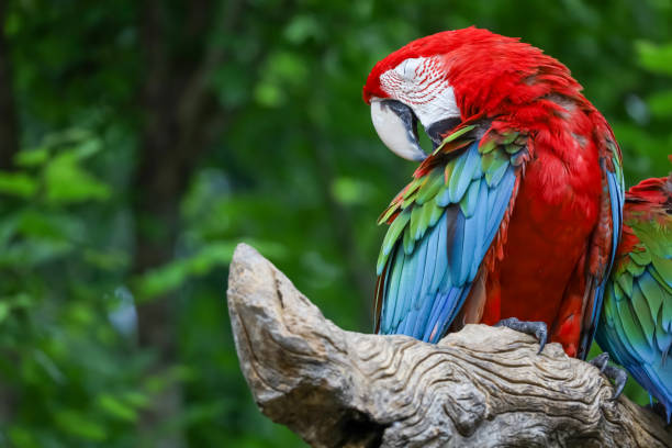 istock Close up head the red macaw parrot bird in garden 2157648845