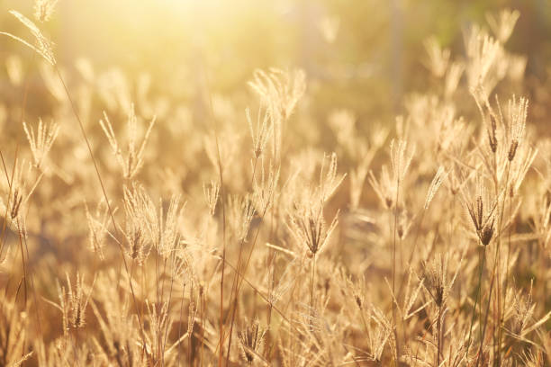 istock Grass and meadow with light from the sun 2157650476