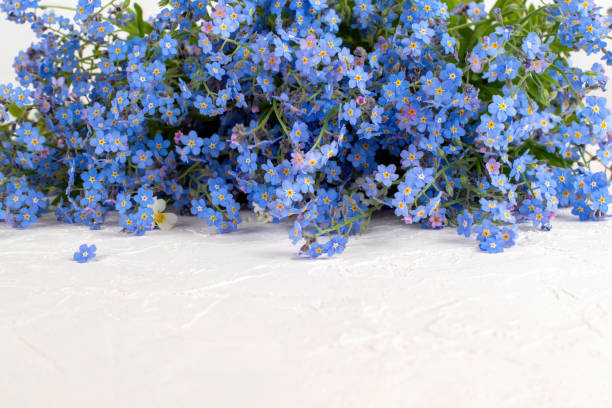 istock Forget me not flowers on a white background , copy space, Mockup card. 2157651173