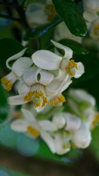 istock Pomelo flowers is blooming in organic garden. 2157651410