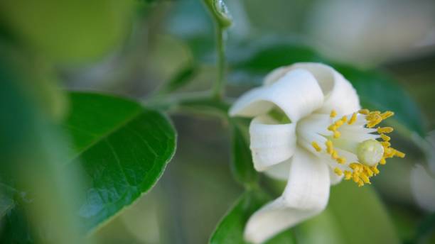 istock Pomelo flowers is blooming in organic garden. 2157651439