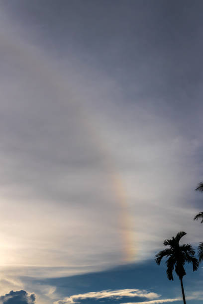 Amazing colorful sky with rainbow and palm tree.