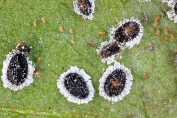 Aleurocanthus spiniferus, the citrus spiny whitefly, is an insect native to Asia. It is considered an invasive pest, notably affecting citrus and tea plants. Part of the whitefly family. Puparia. aleurocanthus spiniferus, la mosca blanca espinosa de los cítricos, es un insecto originario de asia. se considera una plaga invasora, que afecta especialmente a las plantas de cítricos y té. parte de la familia de la mosca blanca. puparia.