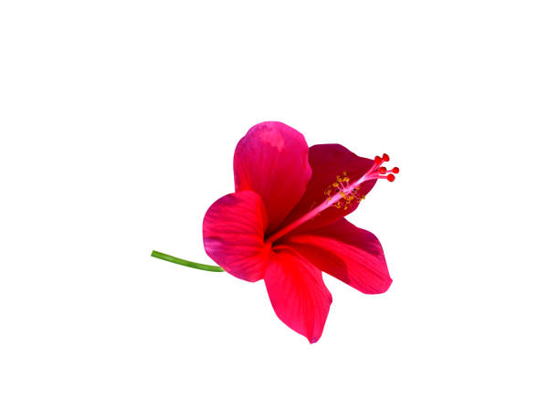 Hibiscus rosa sinensis flower on white background