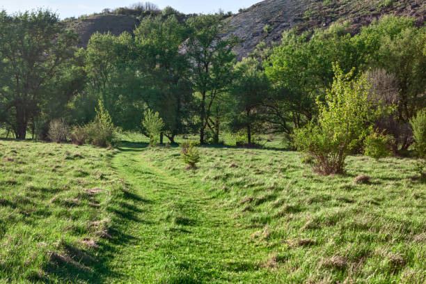 Grassy meadow surrounded by a green landscape. Walking path in nature