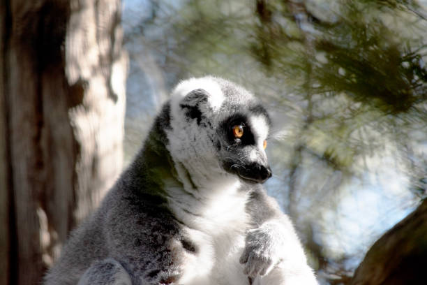 this is a close up of a ring tailed lemur