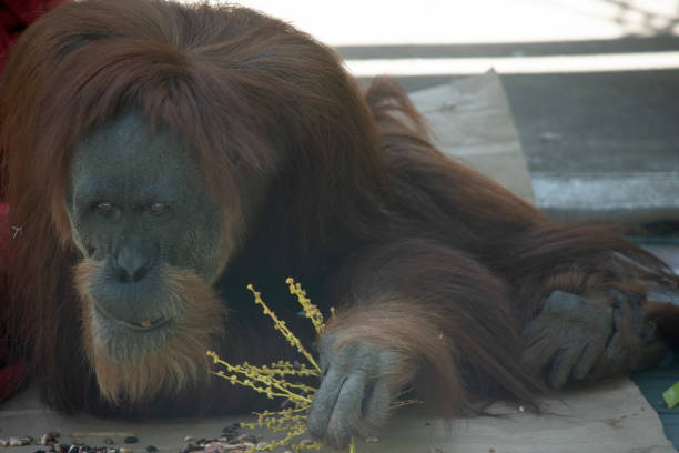 An orangutan sitting on a tree branch in a lush green environment