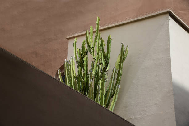 Cactus by the brown house wall