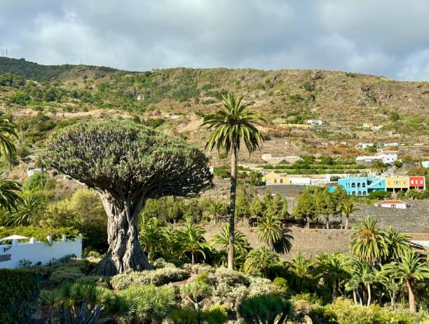 El Drago Milenario, Tenerife