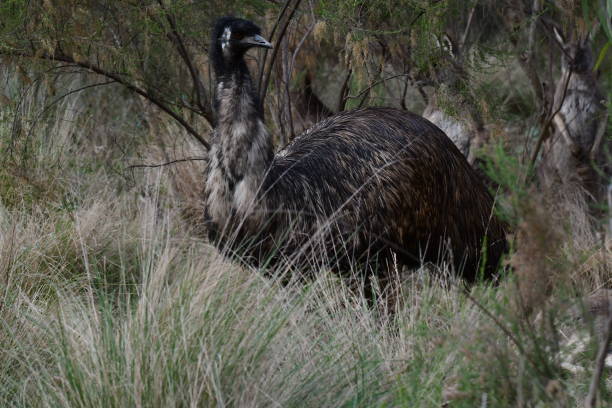 istock Emu and kangaroos in the Australian bush 2157654166
