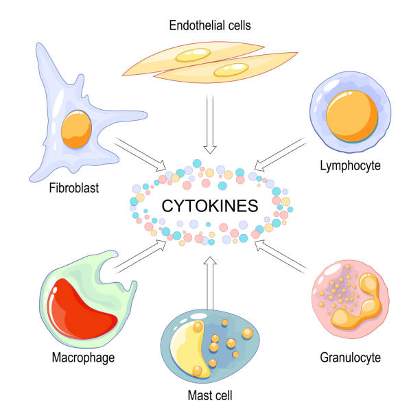 Cytokines are produced by macrophage, lymphocyte, mast cell, endothelial cell and fibroblast. Cytokines are produced by macrophage, lymphocyte, mast cell, endothelial cells and fibroblast. Cell signaling by Interleukins, Chemokines, Tumor necrosis factor. Cytokine storm. Vector illustration gangrene stock illustrations