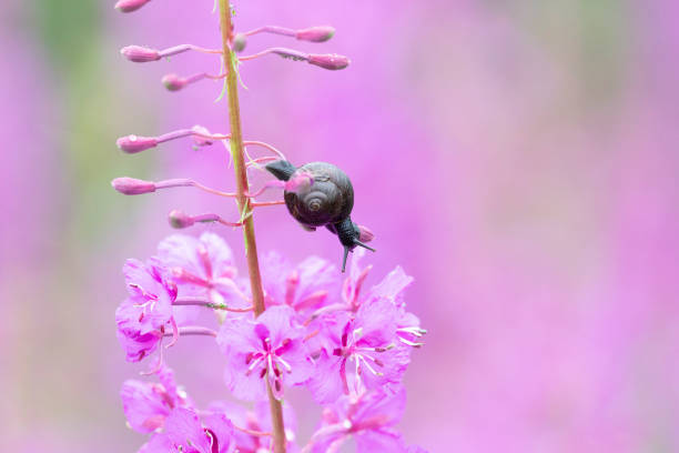 Snail on fireweed flower after rain close up