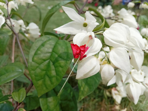 Bleeding heart vine flowers (Clerodendrum Thomsoniae). Bleeding heart vine in the garden. Bleeding heart vine flowers.