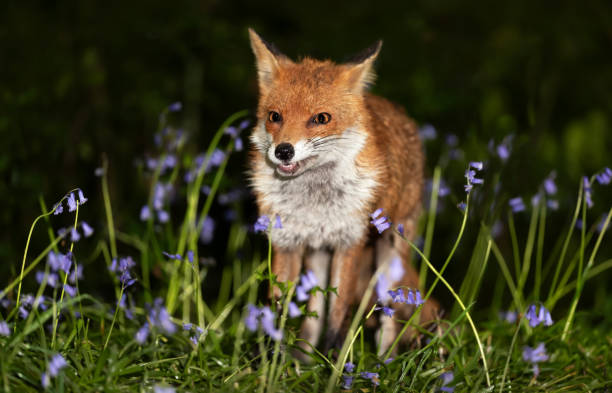 istock Portrait of a red fox amongst bluebells in spring 2157656829