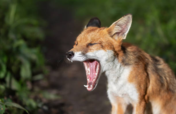 istock Portrait of a red fox cub yawning in a forest 2157656877