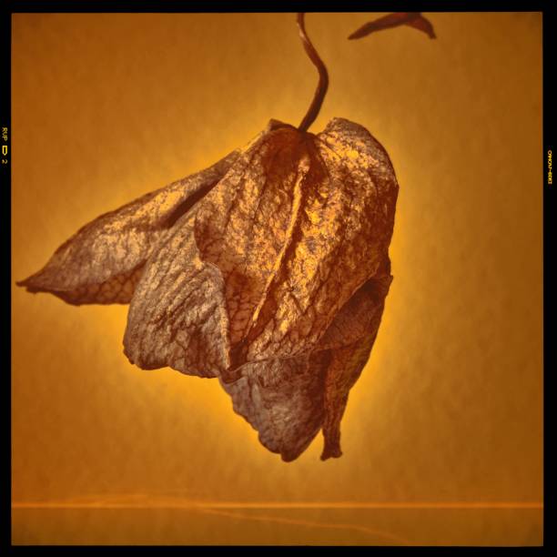 orchid flower growing on a golden background