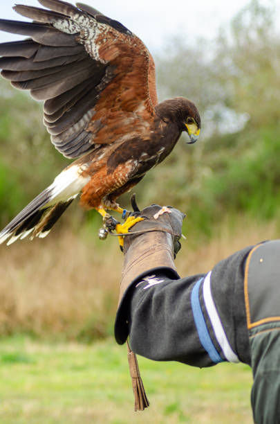 The hawk is one of the fastest birds on earth, if not the fastest.  For it to survive, it needs extremely sharp eyes.  This photo taken while the hawk was staring down the photographer.