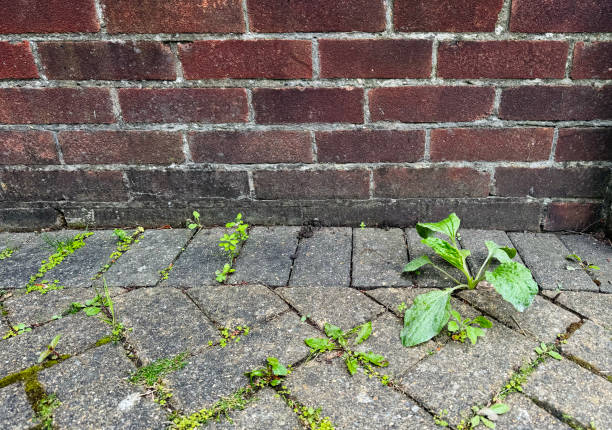 istock Weeds growing up through bricks in a garden 2157659895