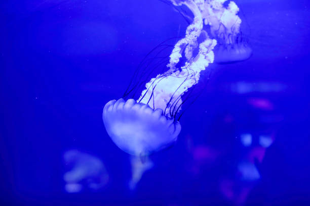 Box Jellyfish are the most poisonous marine animal.
