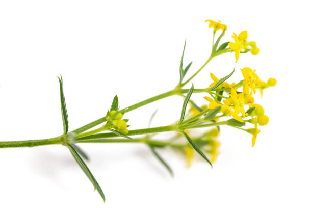 istock Lady's bedstraw flowers 2157661307