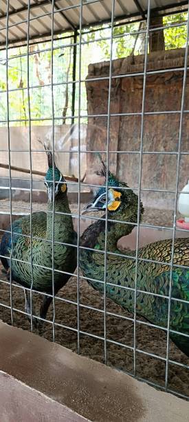 istock Tame peacocks in the aviary 2157662179