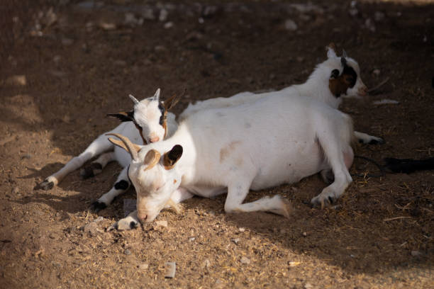 istock beautiful white goat and kids 2157662397