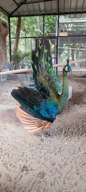 istock Tame peacocks in the aviary 2157662574