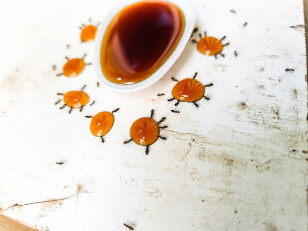 istock Macro groups of ants eating honey drop 2157663742