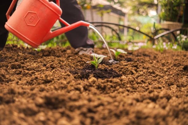 One man showing senior lady how to garden, take care of the plants and more