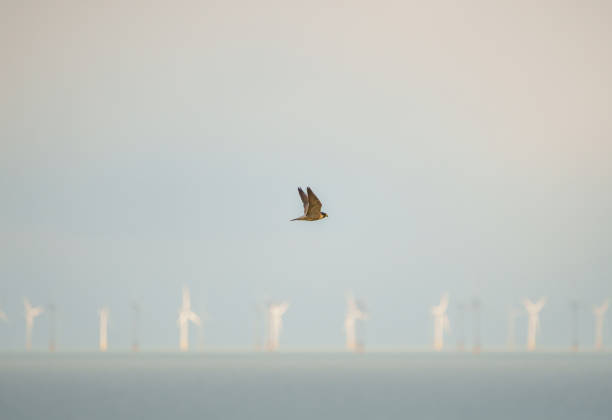 istock Peregrine flying past the wind farm 2157664559