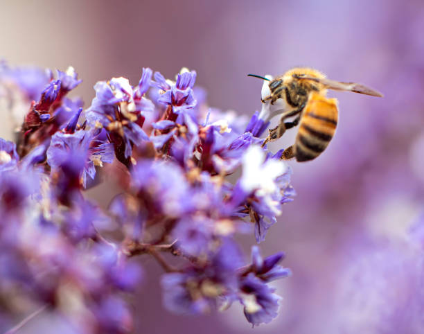 istock honey bee on a purple flower 2157664898