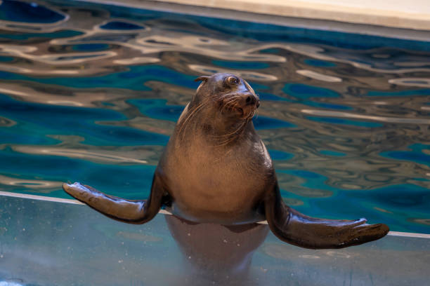 istock California Sea Lion 2157666312